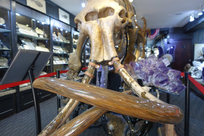 Woolly Mammoth Skeleton | Dinosaur Bones 5