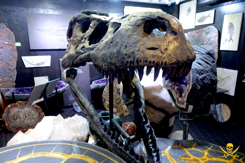 T-Rex Skull | Dinosaur Bones