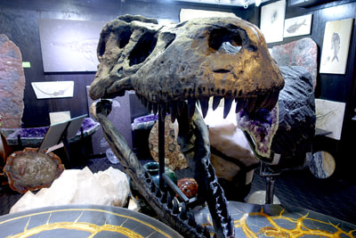 T-Rex Skull | Dinosaur Bones 2