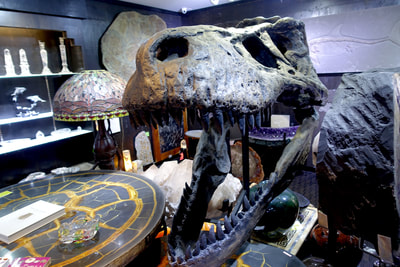 T-Rex Skull | Dinosaur Bones 3