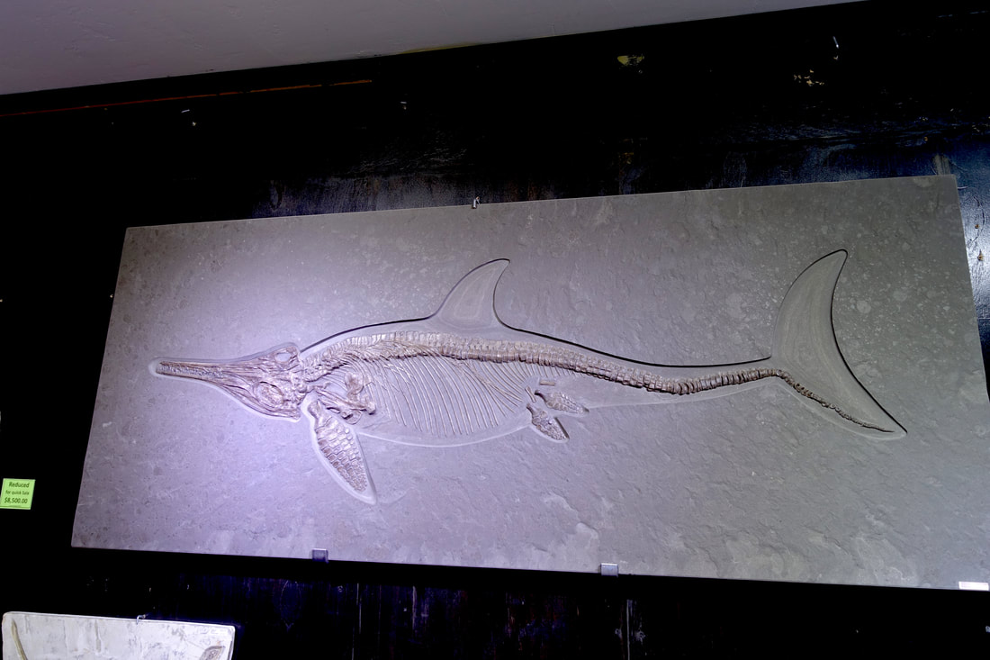 Icthyosaurs | Dinosaur Bones