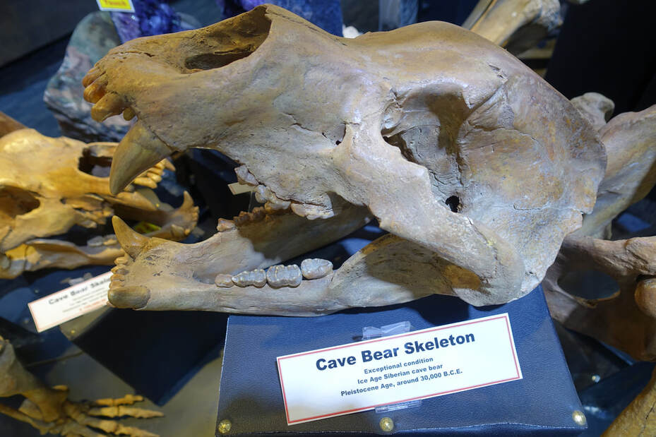 Cave Bear Skeleton | Dinosaur Bones