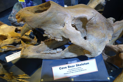 Cave Bear Skeleton | Dinosaur Bones 2