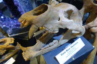 Cave Bear Skeleton | Dinosaur Bones 4