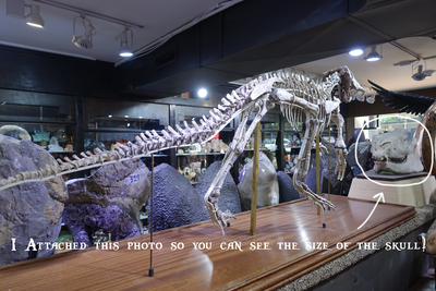 Oreodont Skull Large | Dinosaur Bones 5