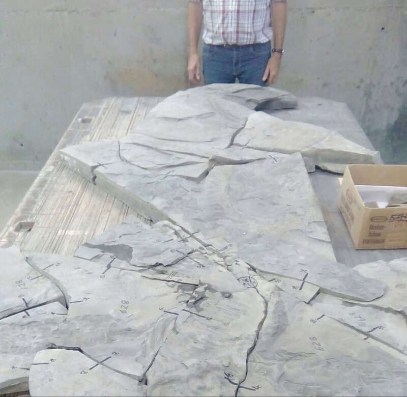 Ichthyosaur Largest so Far, All Original! 23