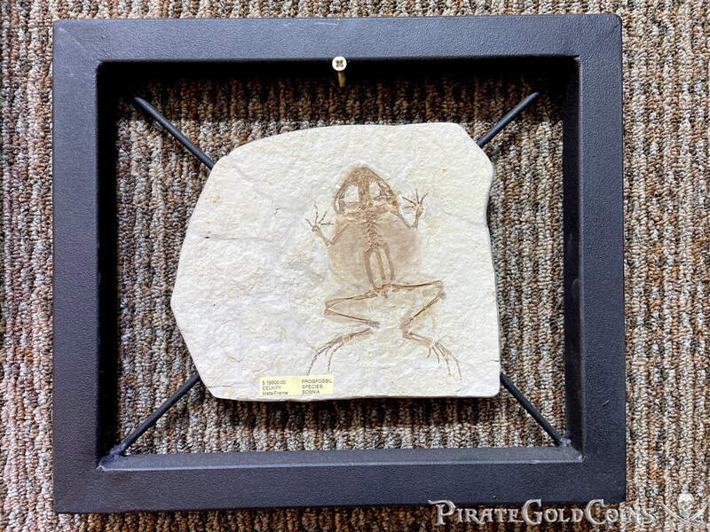 Frog Fossil | Dinosaur Bones 2