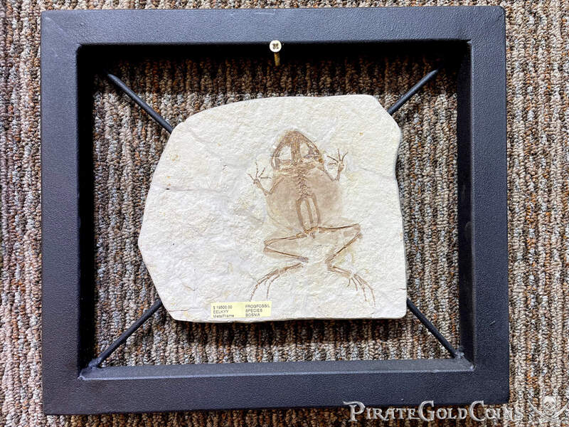 Frog Fossil | Dinosaur Bones