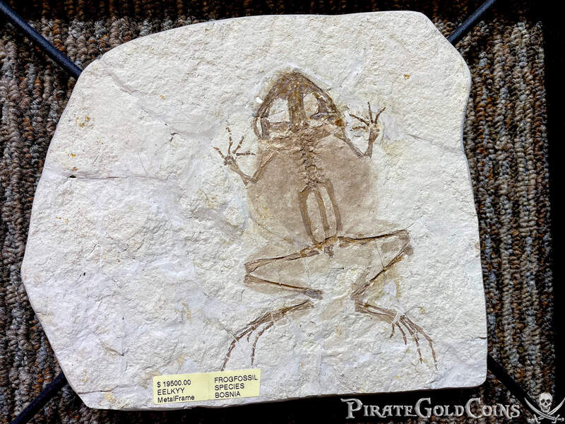 Frog Fossil | Dinosaur Bones 3