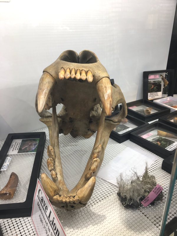 Pirate Gold Coins: Treasures of the Jurassic - Cave Lion Skull 2