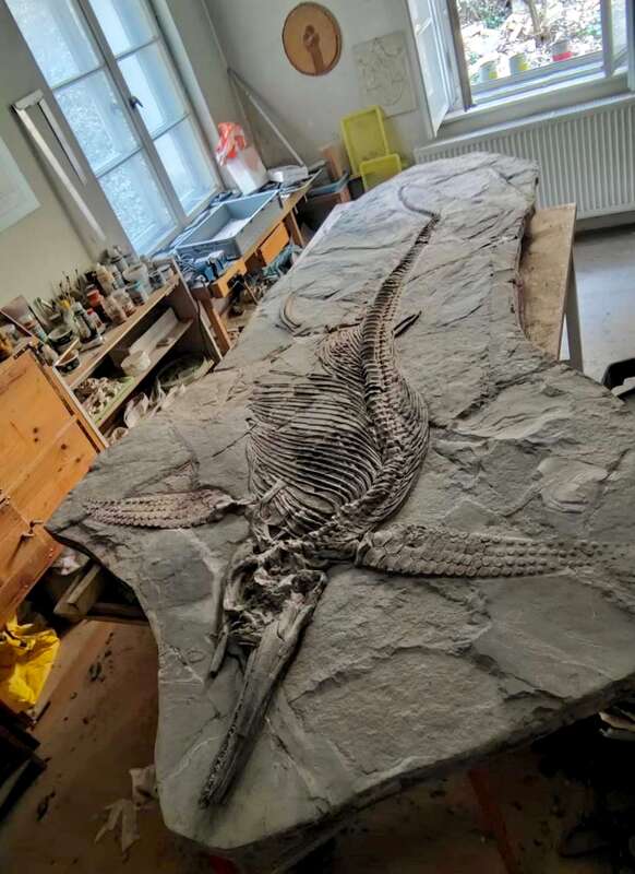 Ichthyosaur Largest so Far, All Original! 24