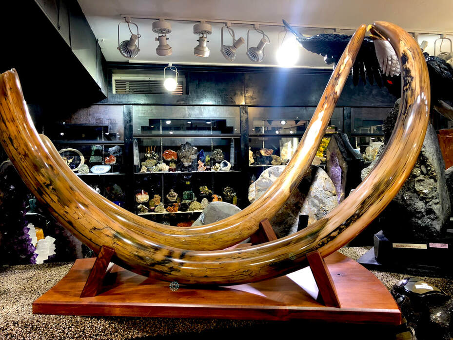 Woolley Mammoth Tusk Pair | Dinosaur Bones