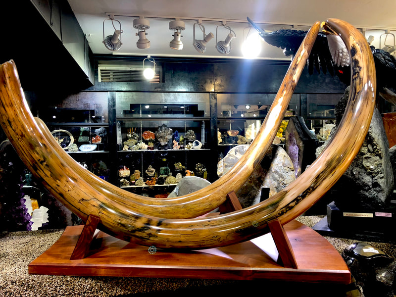Woolley Mammoth Tusk Pair | Dinosaur Bones 2