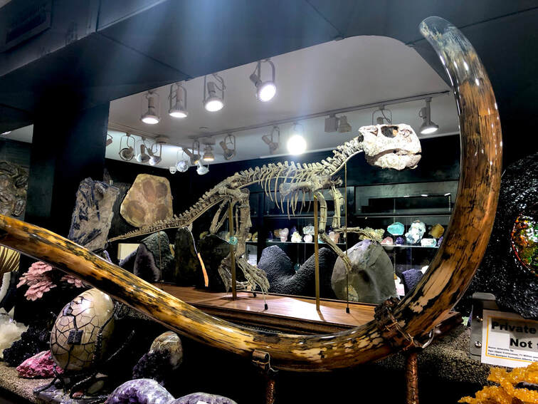 Woolley Mammoth Tusk | Dinosaur Bones 2