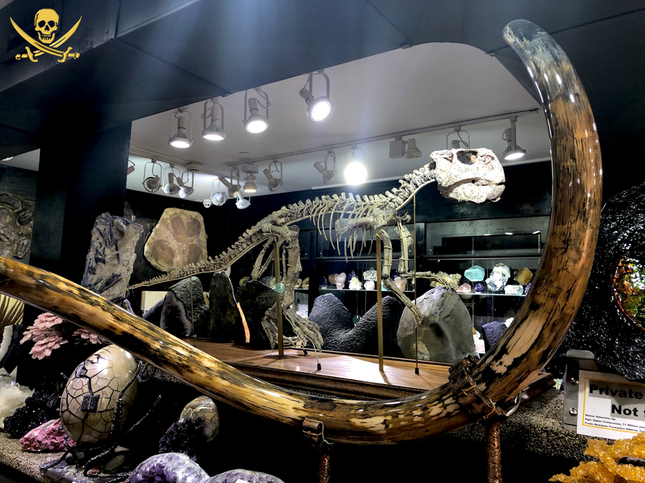 Woolley Mammoth Tusk | Dinosaur Bones