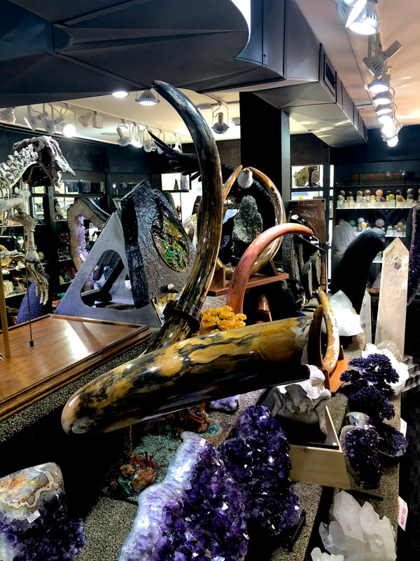 Woolley Mammoth Tusk | Dinosaur Bones 4