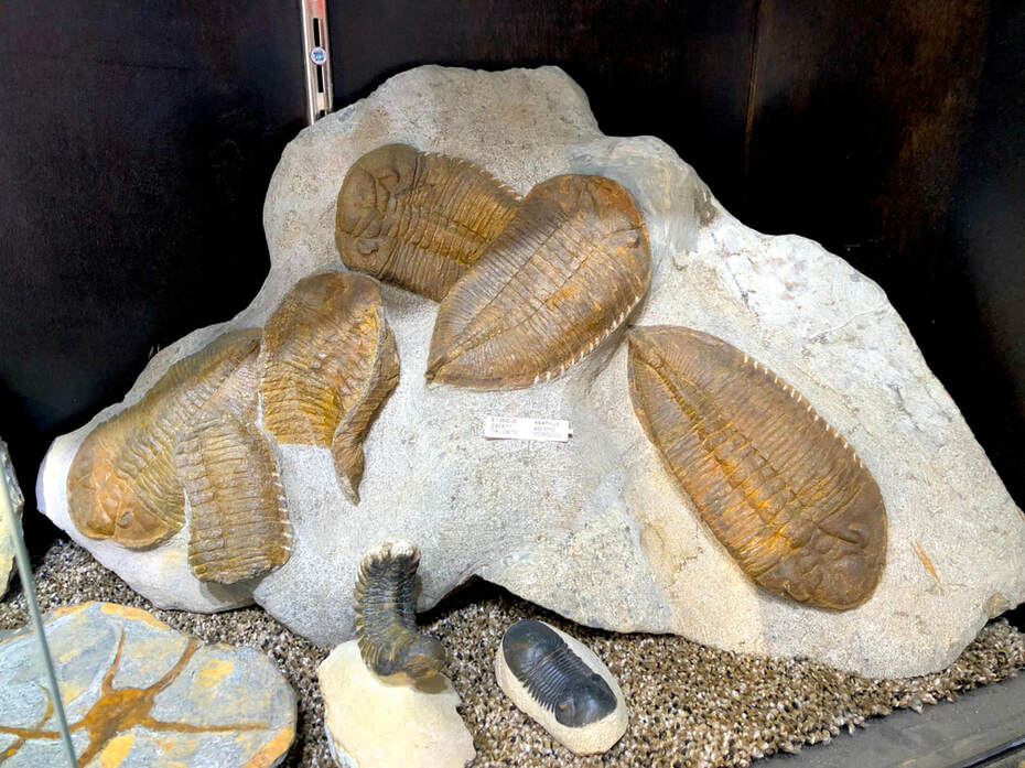 Trilobite Display | Dinosaur Bones