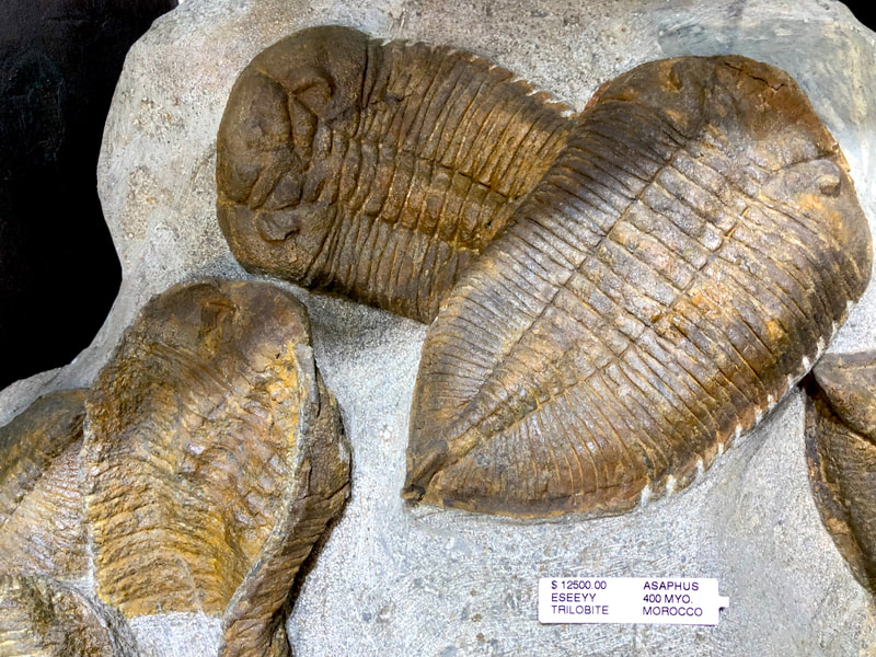 Trilobite Display | Dinosaur Bones 3