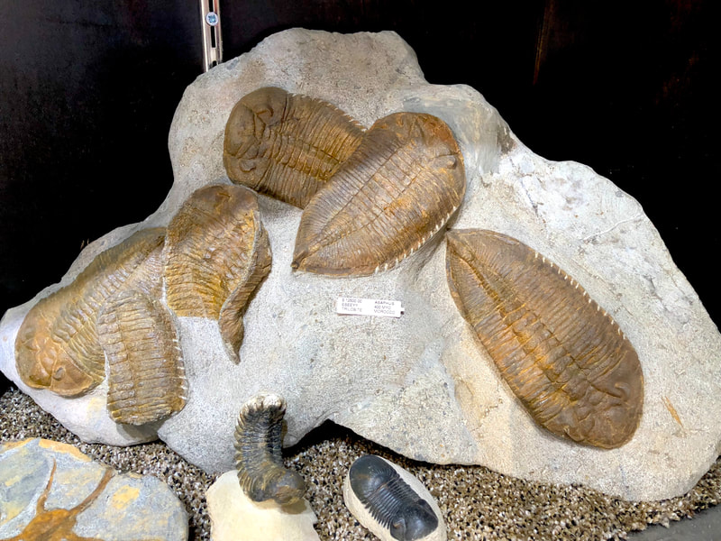 Trilobite Display | Dinosaur Bones 4