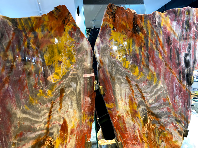 Pirate Gold Coins Treasures of the Earth - Petrified Wood Angel Wings 5