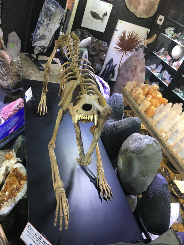 Pirate Gold Coins: Treasures of the Jurassic - Cave Wolf Skeleton 2