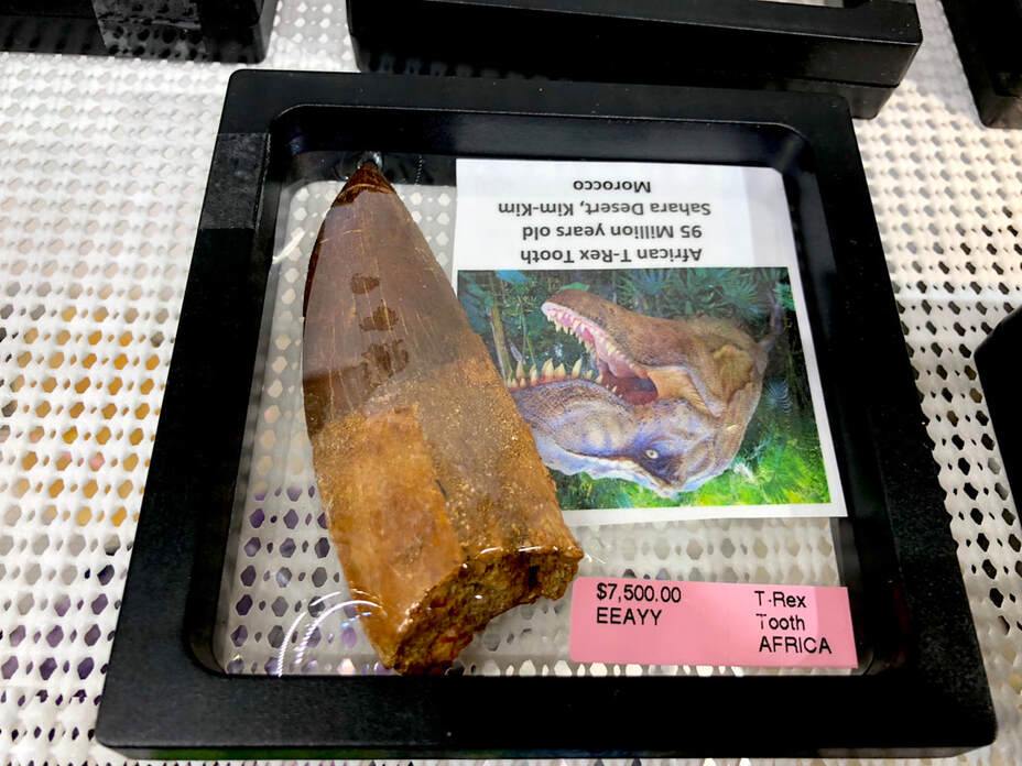 Crab Fossils | Dinosaur Bones 6