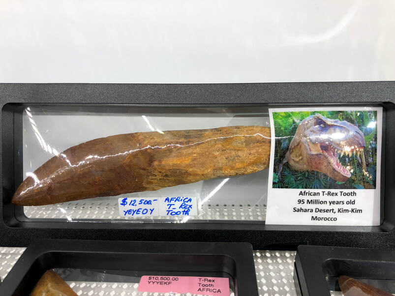 Crab Fossils | Dinosaur Bones 8