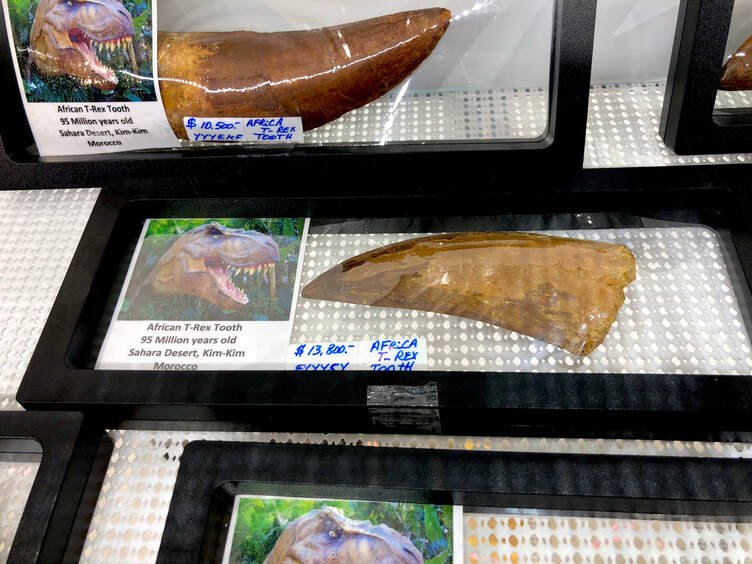 Crab Fossils | Dinosaur Bones 3