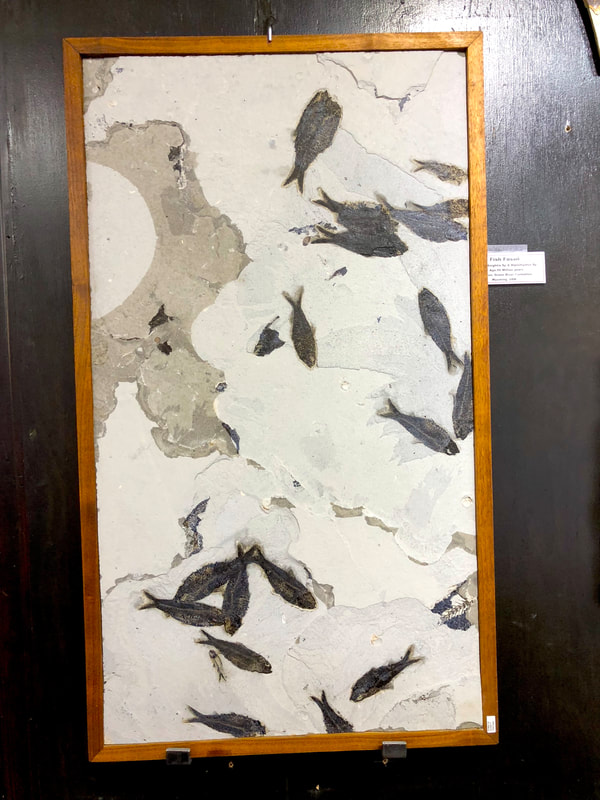 Fish Fossils | Dinosaur Bones 7