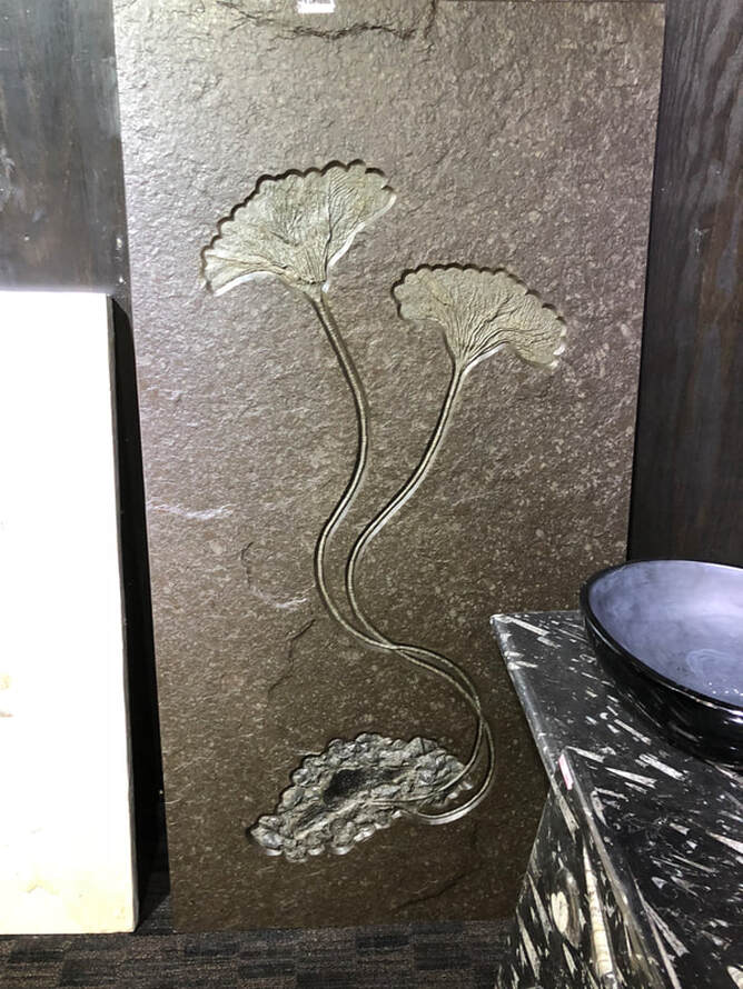 Crinoid Fossils | Dinosaur Bones 3