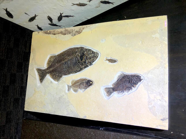 Fish Fossils | Dinosaur Bones 4