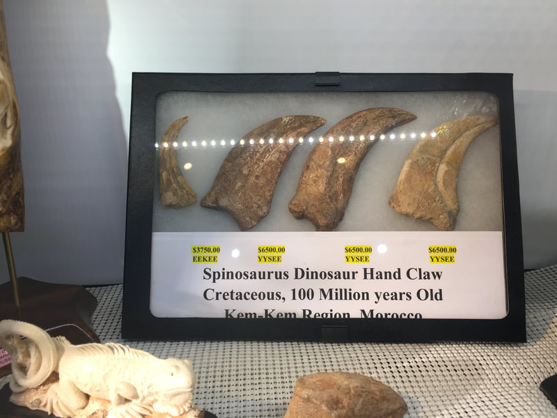 Spinosaurus Hand Claw (4) Dinosaur Fossil 3