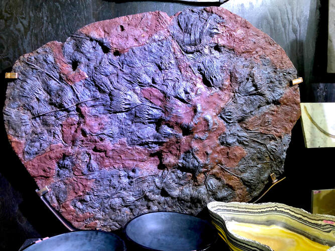 Crinoid Fossils | Dinosaur Bones 7