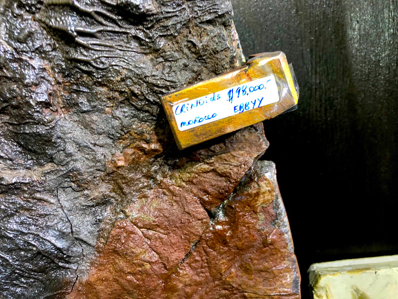 Pirate Gold Coins Treasures of the Jurassic: Crinoid Wall Art Home Decor 4