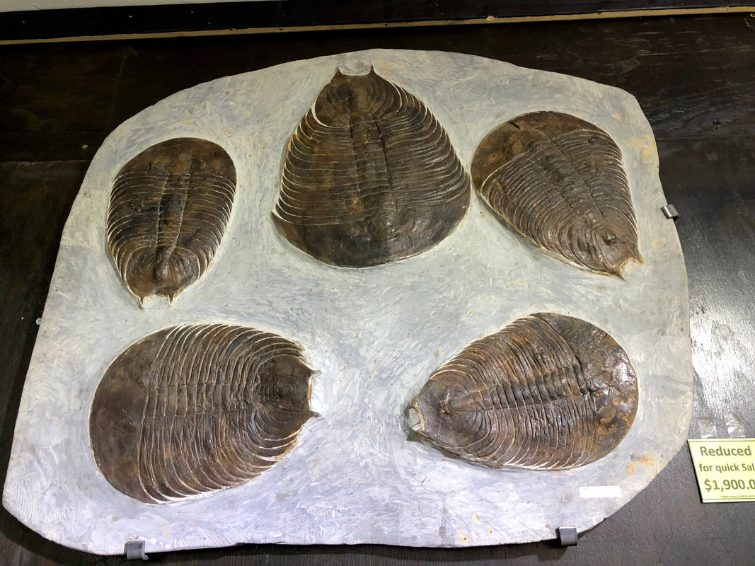 Trilobite Wall Display | Dinosaur Bones