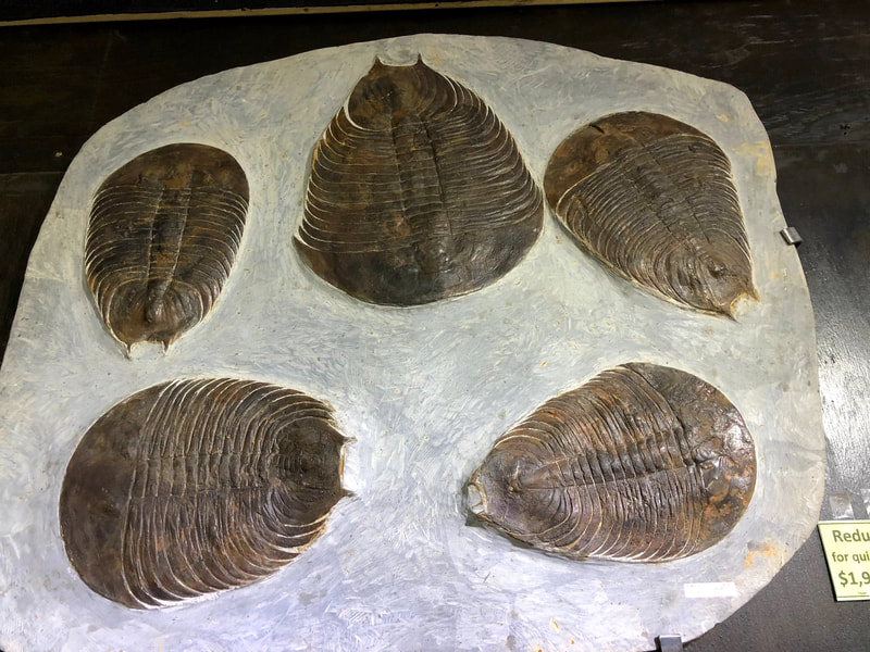 Trilobite Wall Display | Dinosaur Bones 3