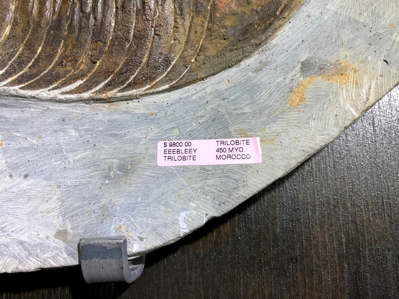 Trilobite Wall Display | Dinosaur Bones 4