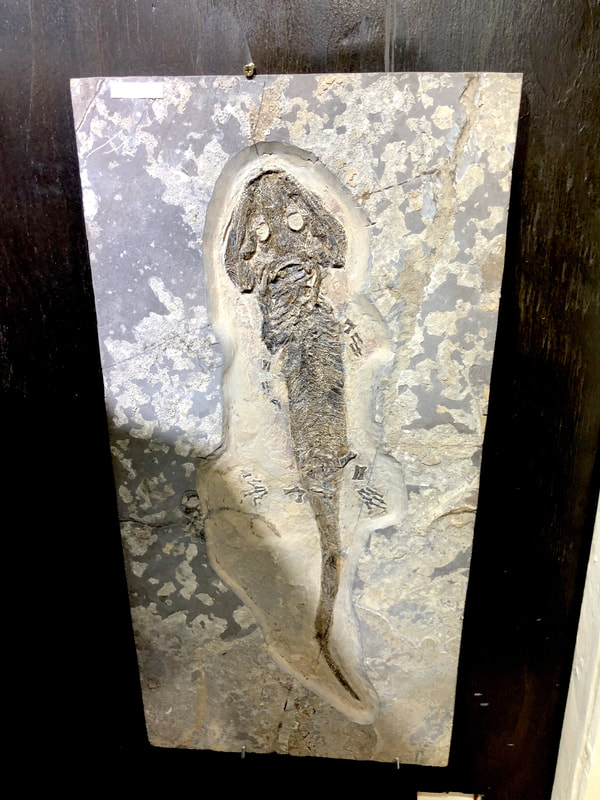 Fish Fossils | Dinosaur Bones 5