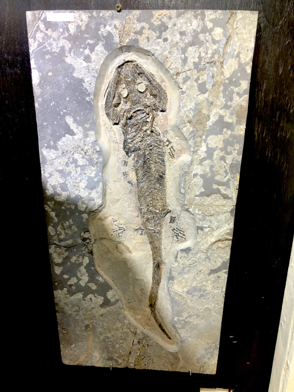 Pirate Gold Coins: Treasures of the Jurassic - Amphibian from Germany 3