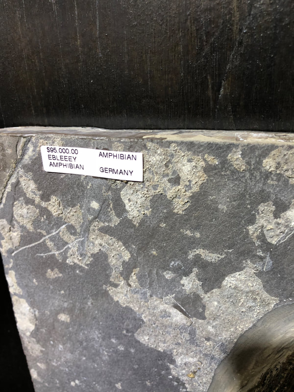 Pirate Gold Coins: Treasures of the Jurassic - Amphibian from Germany 4