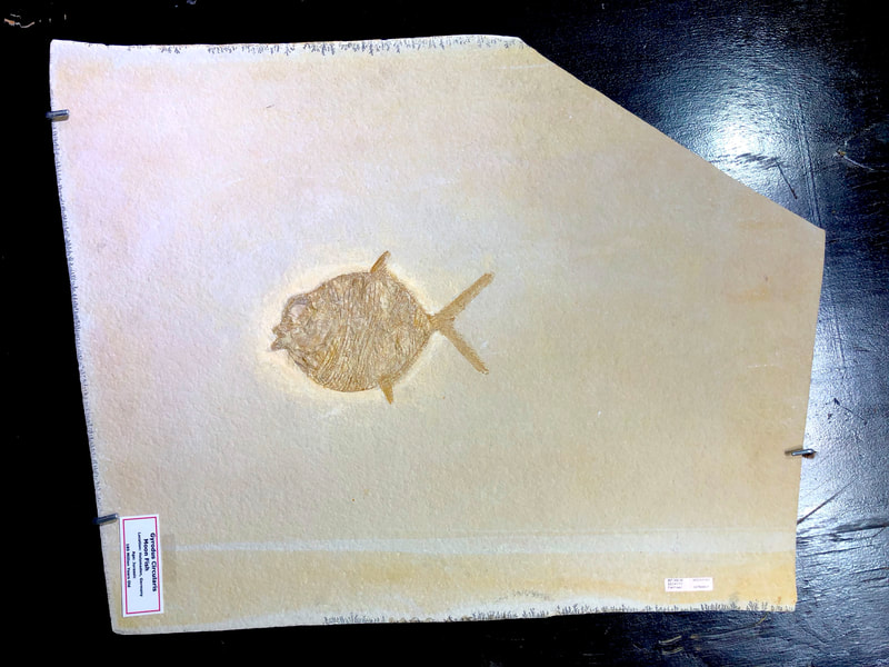 Moon Fish | Dinosaur Bones 2