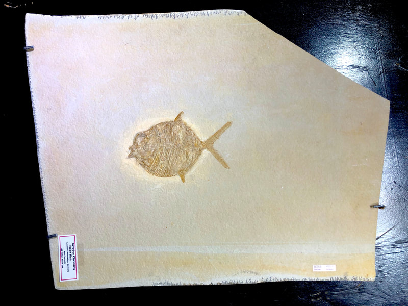 Moon Fish | Dinosaur Bones 3