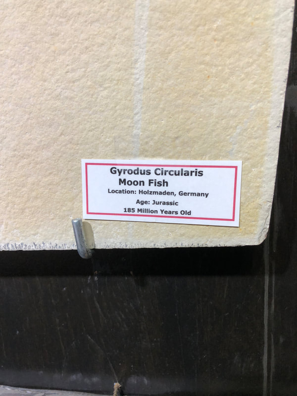 Moon Fish | Dinosaur Bones 4