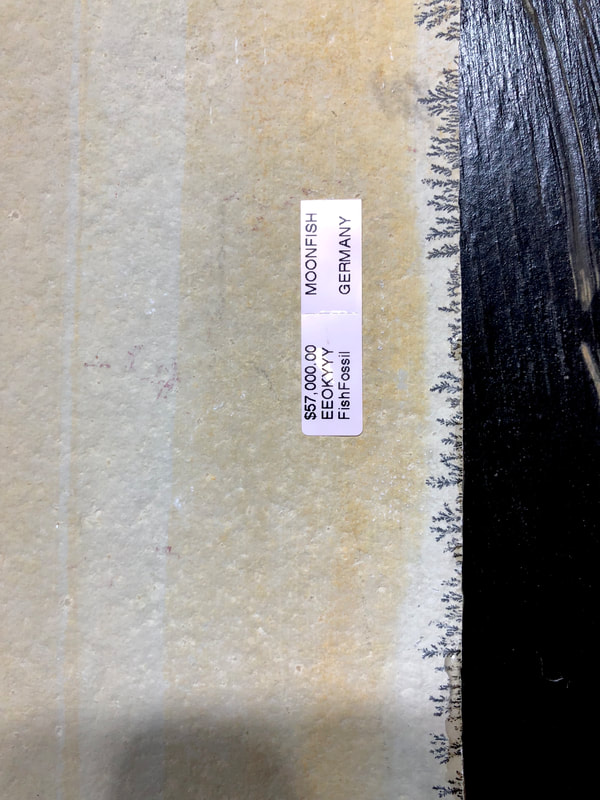 Moon Fish | Dinosaur Bones 5