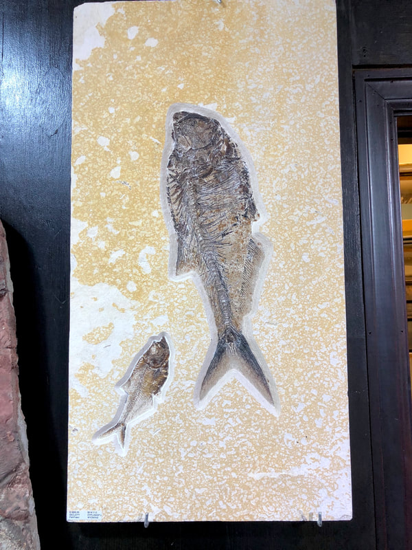 Fish Fossils | Dinosaur Bones 2