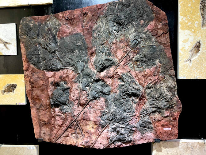 Crinoid Fossils | Dinosaur Bones 4