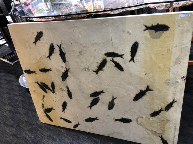 Fish Fossils | Dinosaur Bones 3