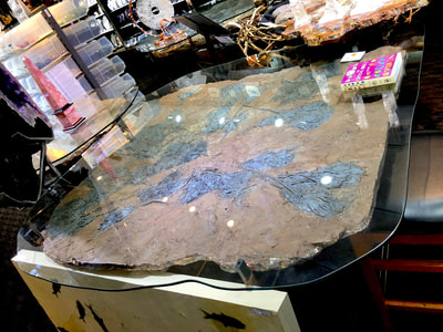 Pirate Gold Coins: Treasures of the Jurassic - Crinoid Glass Table 2