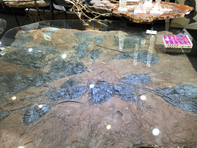 Pirate Gold Coins: Treasures of the Jurassic - Crinoid Glass Table 3