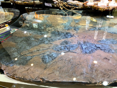 Pirate Gold Coins: Treasures of the Jurassic - Crinoid Glass Table 4